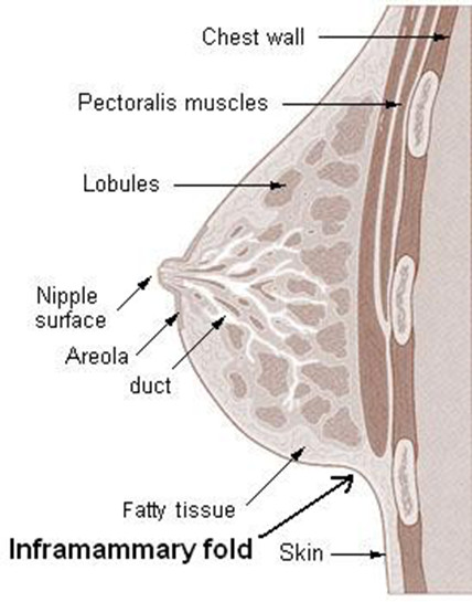 Anatomy of The Inframammary Fold and Its Importance in Cosmetic Breast Surgery Blog on Coco Ruby Plastic Surgery- Breast Cross Section Illustration